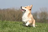 CORGI PEMBROKE 1281